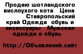 Продаю шотландского вислоухого кота › Цена ­ 10 000 - Ставропольский край Одежда, обувь и аксессуары » Мужская одежда и обувь   